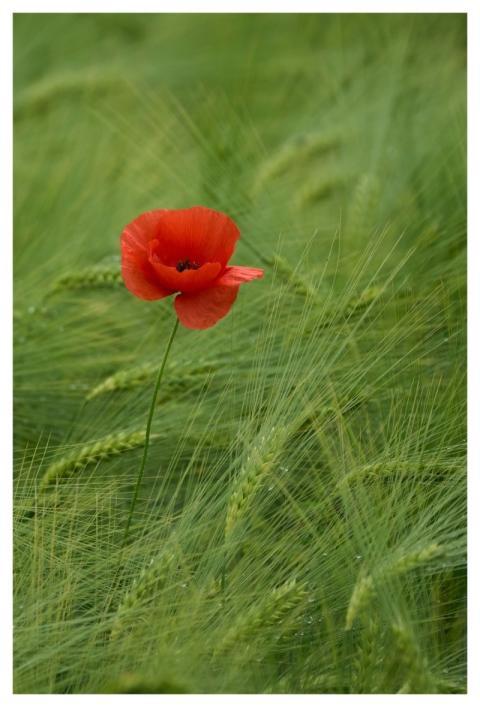 Two Cute Poppy Barley