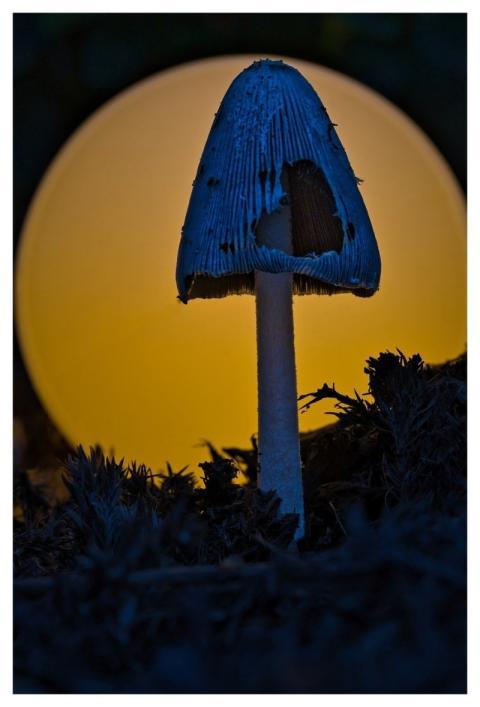 Fall Macro Close Up Nature