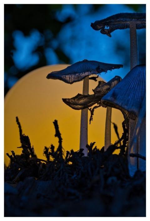 Fall Macro Close Up Nature