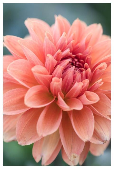 Dahlia Blossom Flora Flower