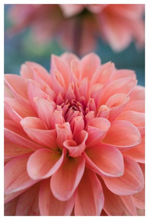 Dahlia Blossom Flora Flower