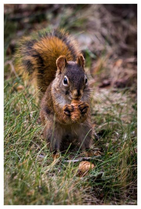 Squirrel Rodent Foraging Eating