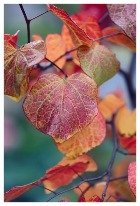 Herbst Natur Wald Judasbaum