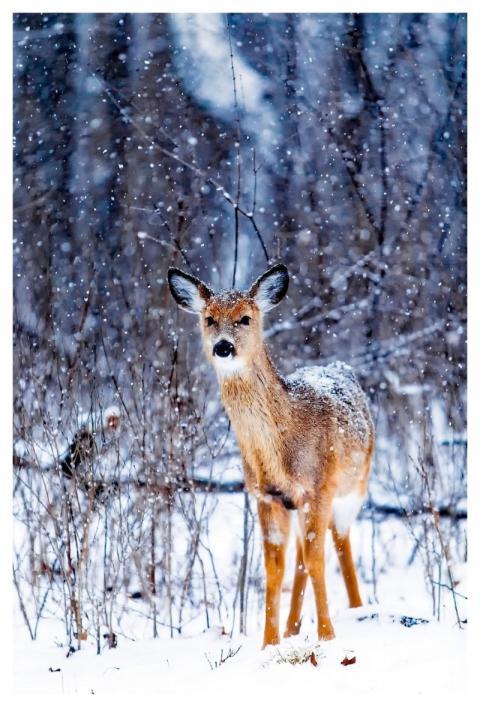 Winter Snow Deer Animal