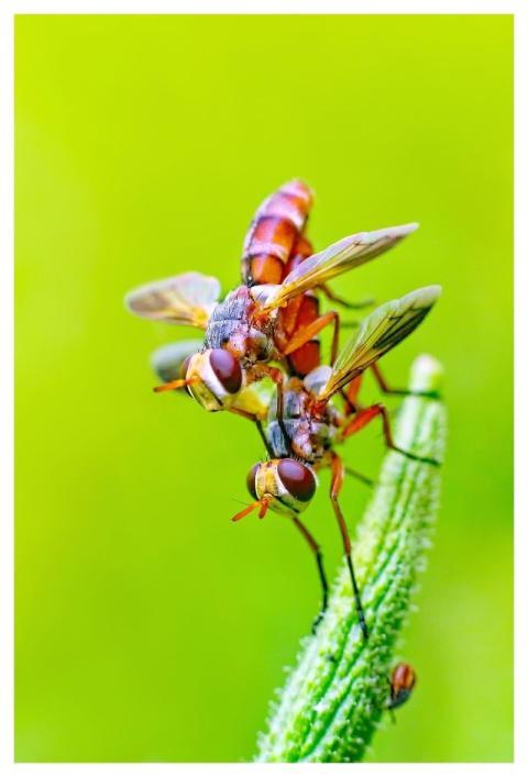 Fly Insects Pair Nature