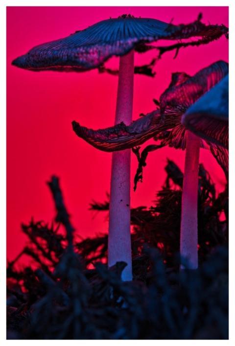 Fall Macro Close Up Nature