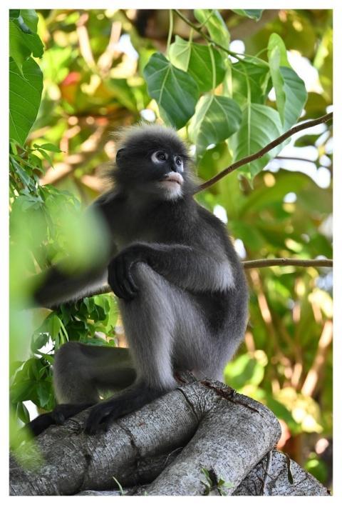 Ape Nature Animal Wildlife