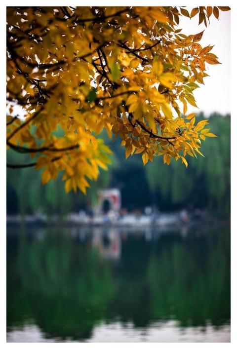 Autumn August Plant Flower