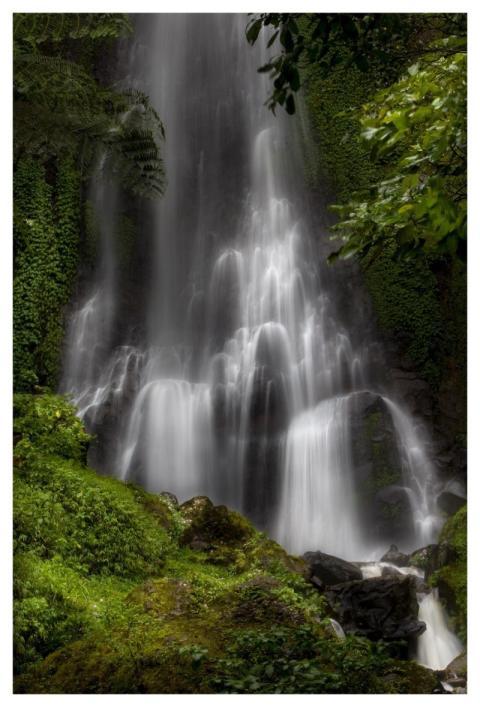 Waterfall Water Tree Nature