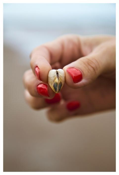 Shell Heart Nature Background Nature