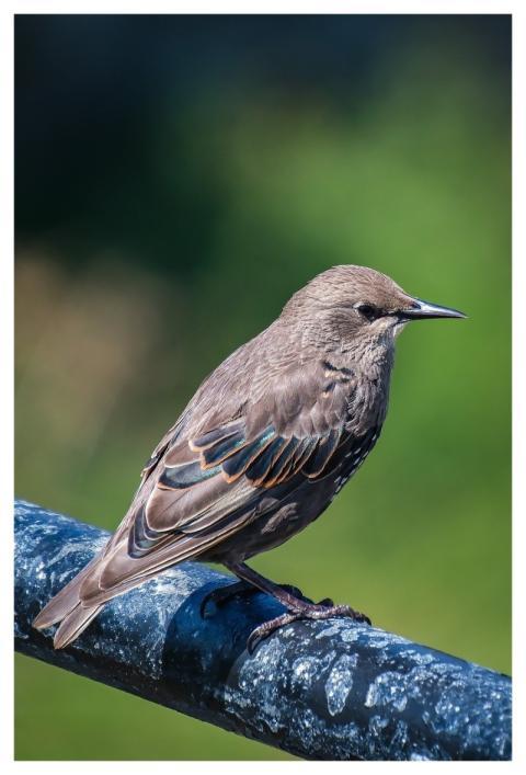 Star Bird Songbird Railing