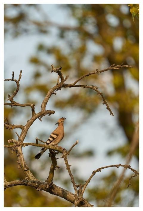 Hoopoe Bird Nature Wildlife