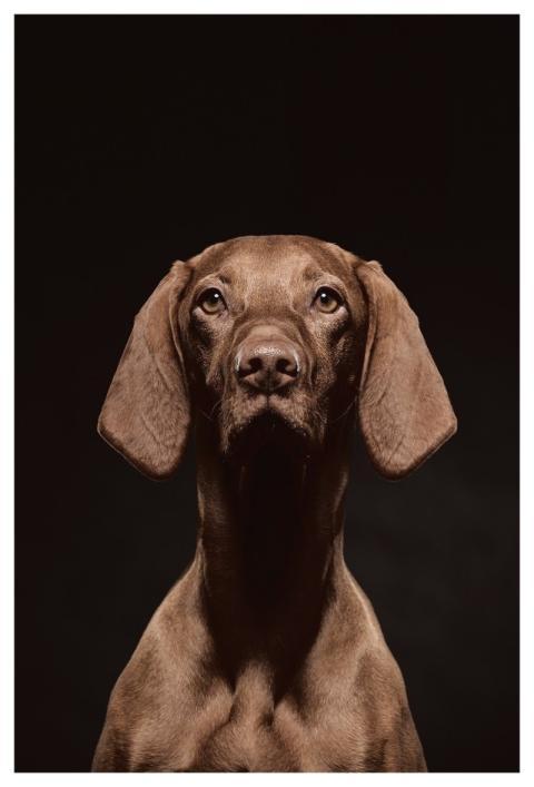 Animals Vizsla Nature Hunting Dog