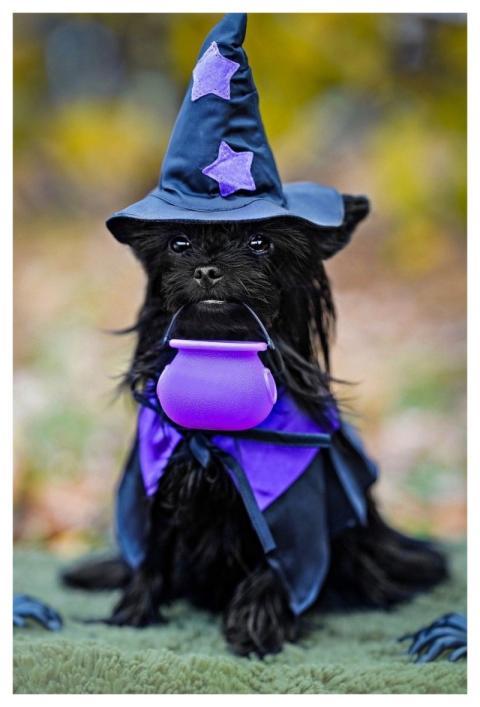 Dog Pet Halloween Witch