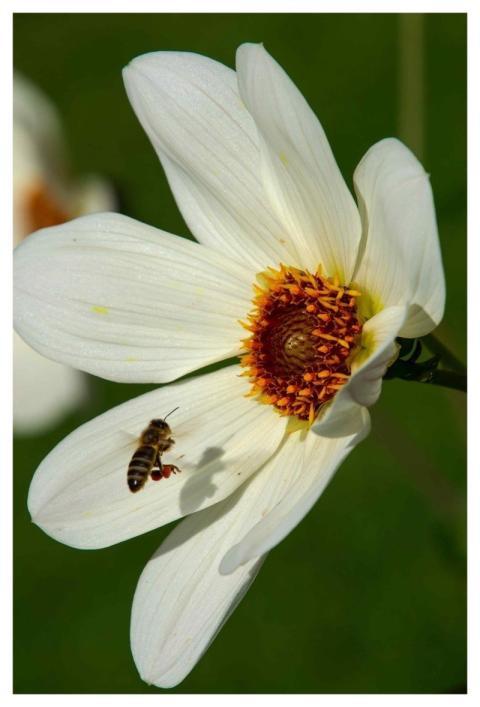 Bee Dahlia Blossom Bloom