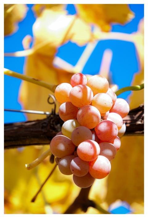 Grapes Wine Vineyard Fruit