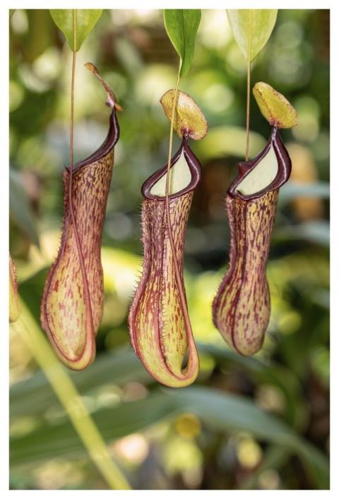 Nepenthes Tropical Botanical Carnivorous