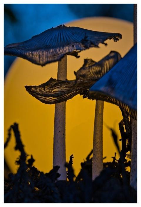 Fall Macro Close Up Nature