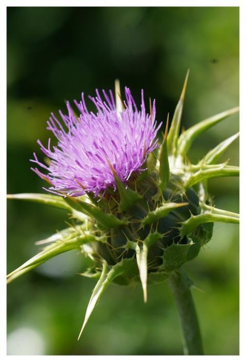 Thistle Nature Plant Blossom
