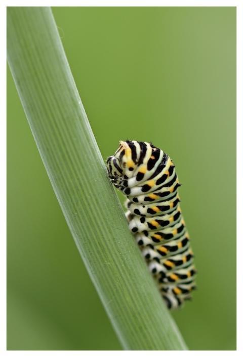 Caterpillar Dovetail Butterfly Garden