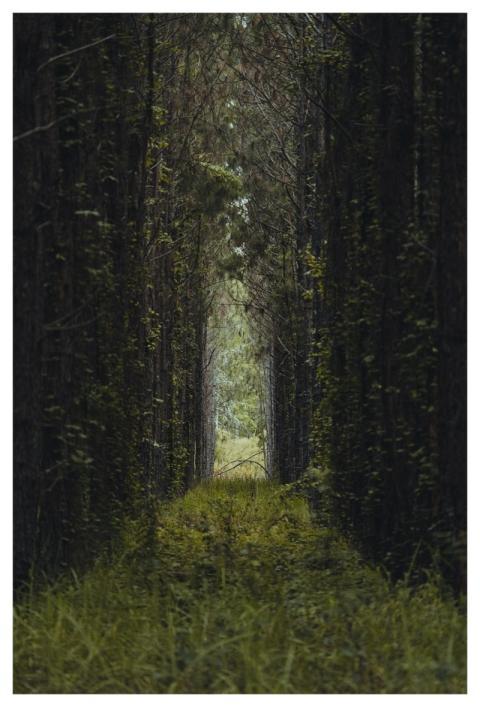 Hall Trees Nature Forest