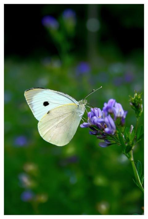 Butterfly Animal Insect Nature