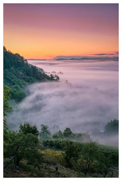 Fog Trees Vineyard Nature
