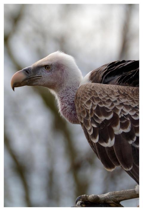 Bird Vulture Trees Zoo