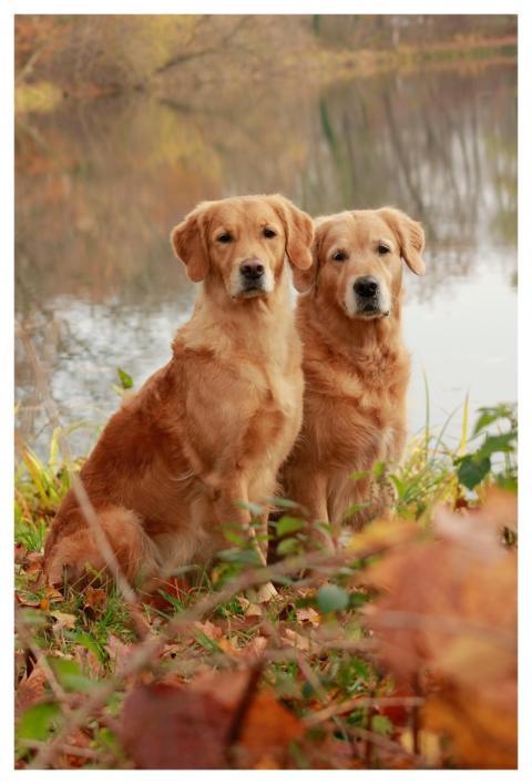 Dogs Golden Retriever Canine Playful