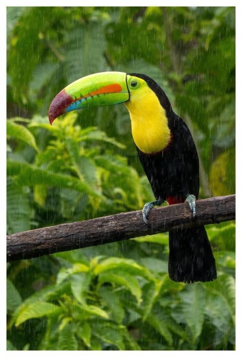 Costa Rica Toucan Bird Animal