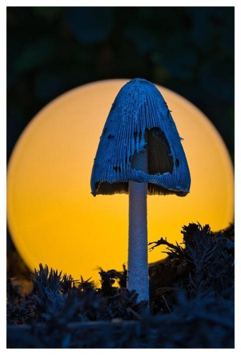 Macro Close Up Mushroom Forest