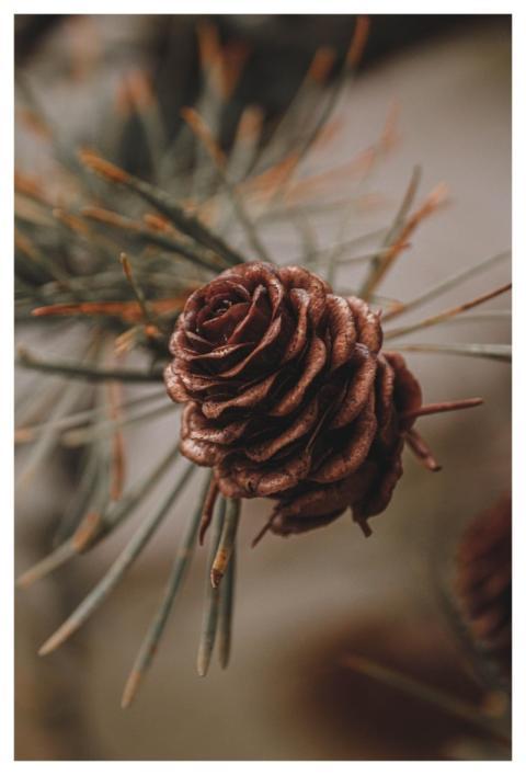 Pinecone Pine Tree Conifer Tree
