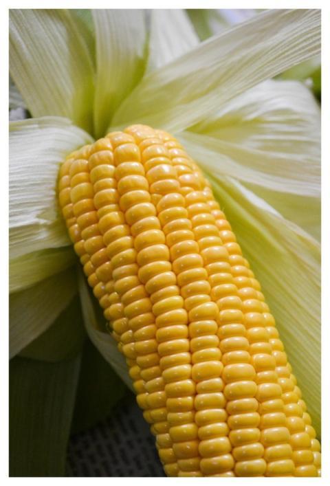 Corn Vegetable Field Maize