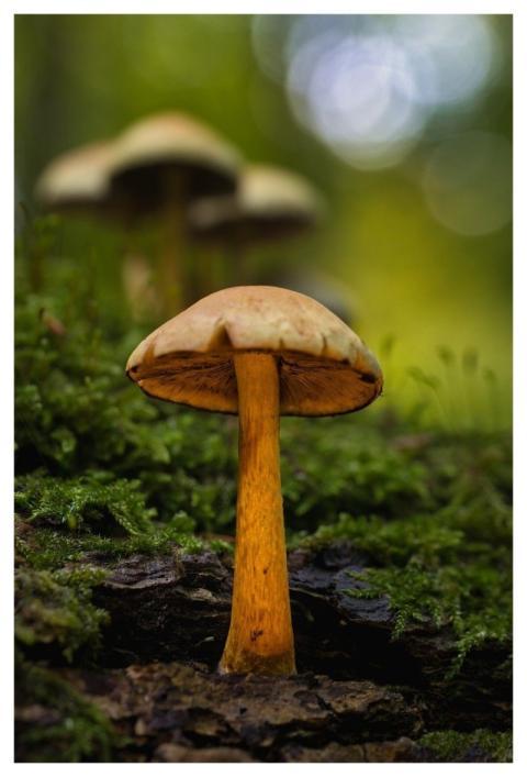Mushroom Nature Case Forest Floor