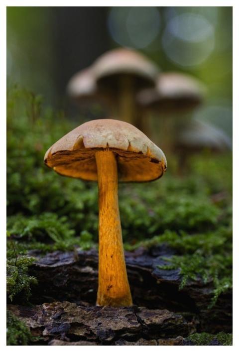 Mushroom Nature Case Forest Floor