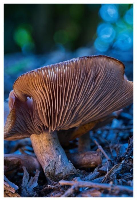 Mushroom Nature Case Forest Floor