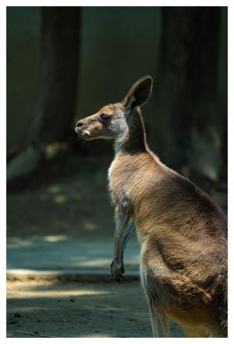 Kangaroo Nature Animal Side