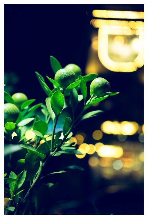 Tree Leaves Branches Fruit