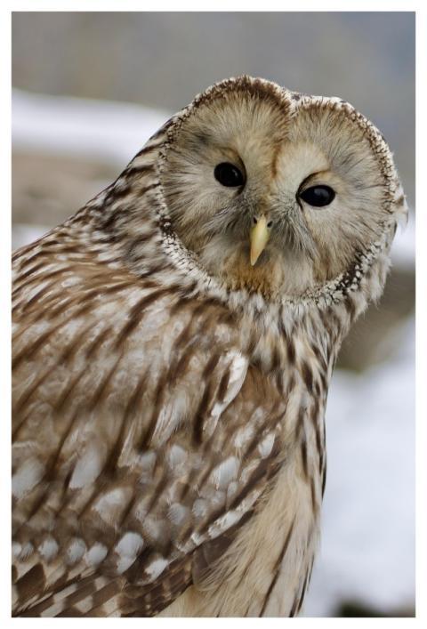 Bird Owl Ural Owl Raptor