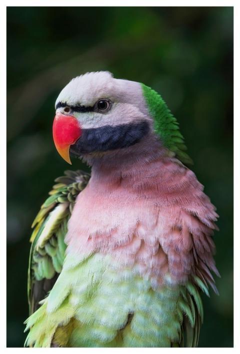 Parrot Moustache Parrot Bird Nature