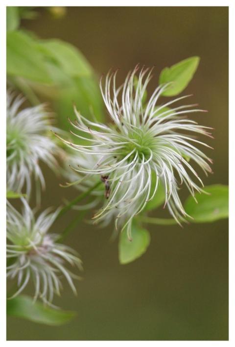 Clematis Climber Plant Garden Close Up