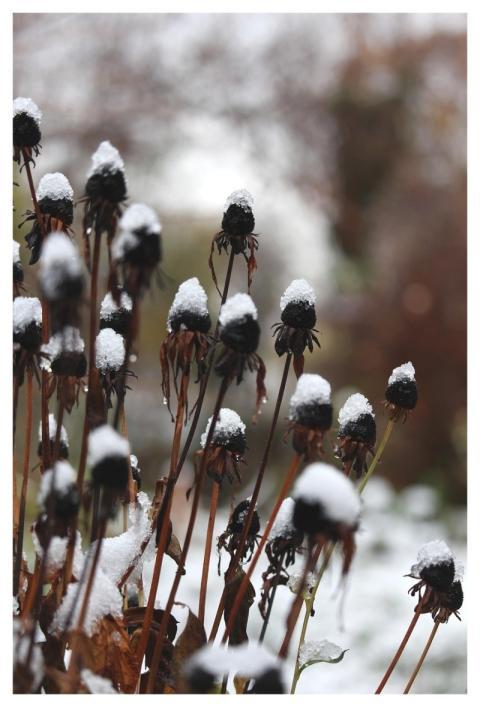 Snow Winter Ice Cream Cold