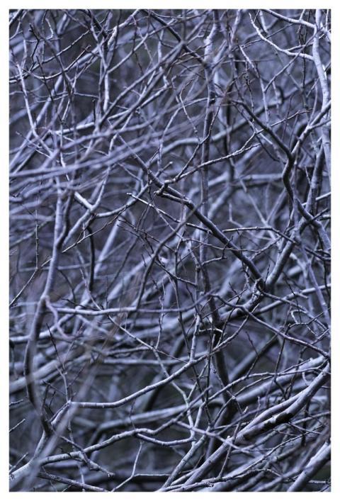 Abstract Branches Forest Woods