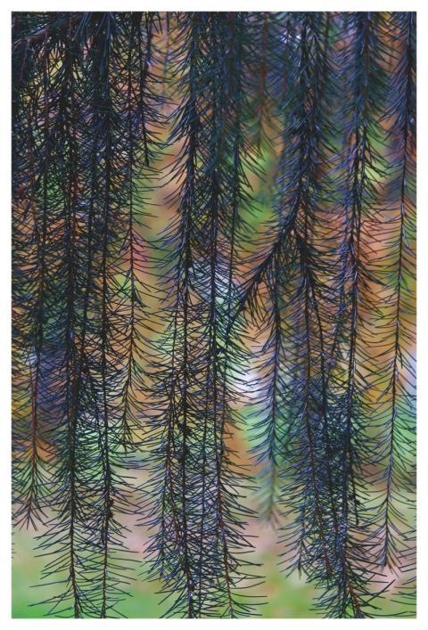 Conifer Autumn Colors Autumn Leaves Beautiful Wall