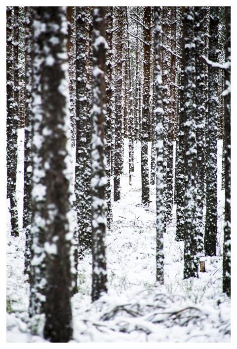 Snow Winter Wood Nature