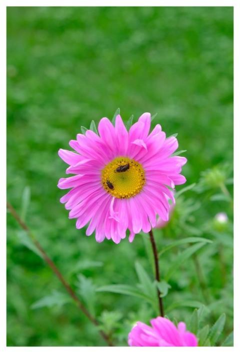 Flower Beautiful Flowers Pink Abstract