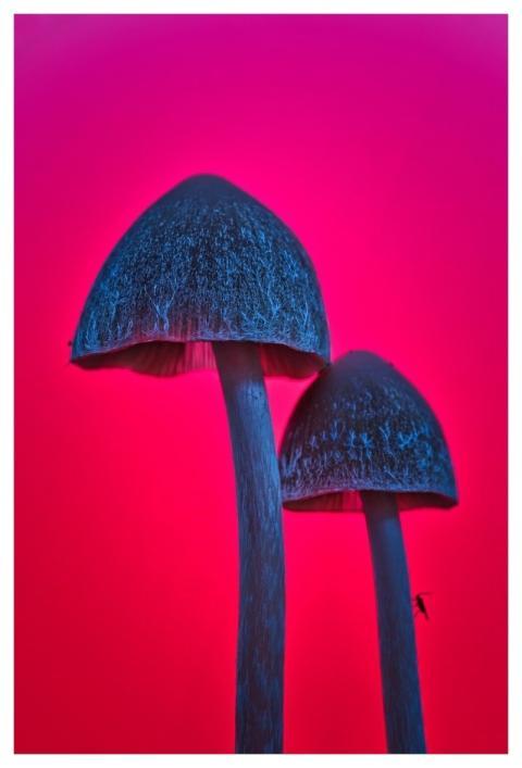 Fall Macro Close Up Nature