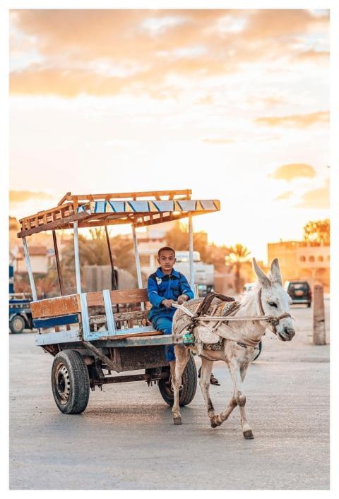 Donkey Desert Siwa Egypt