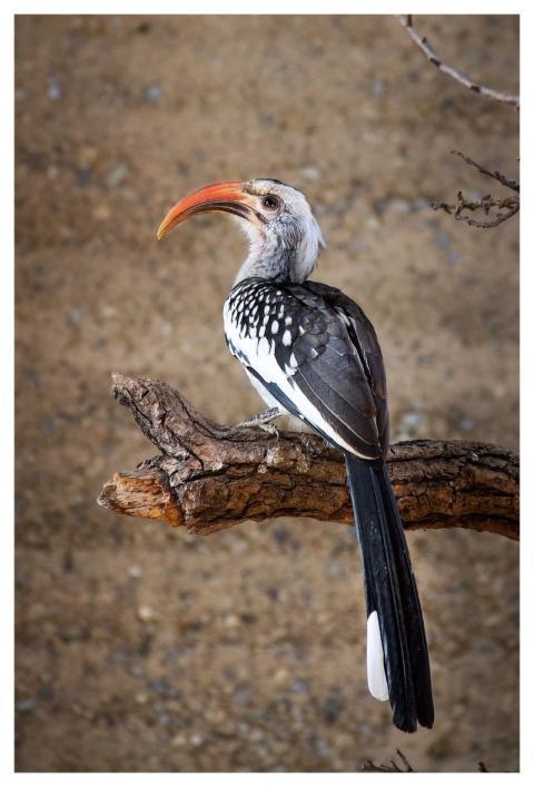 Yellow-Billed Hornbill Bird Perched Animal