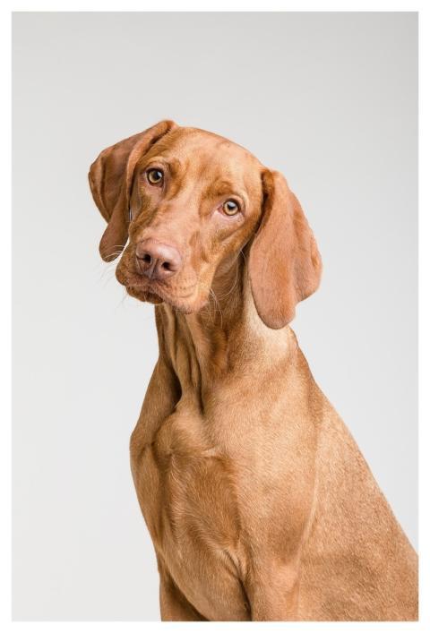 Dog Pet Canine Animal